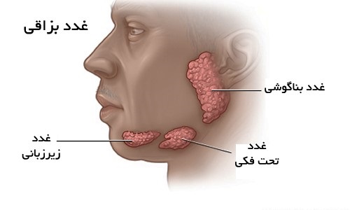 رادیولوژی دهان | انواع رادیوگرافی غدد بزاقی