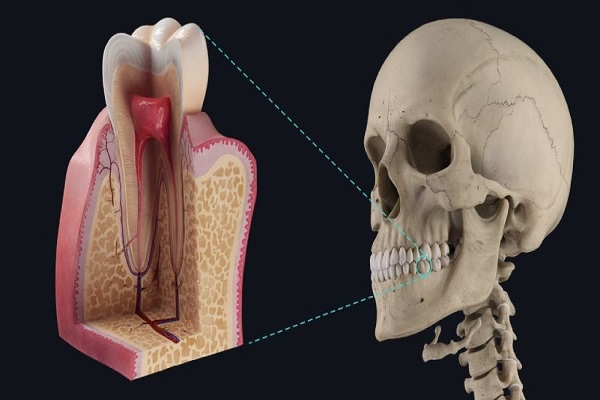 آشنایی با ساختار دندان ها و انواع آن