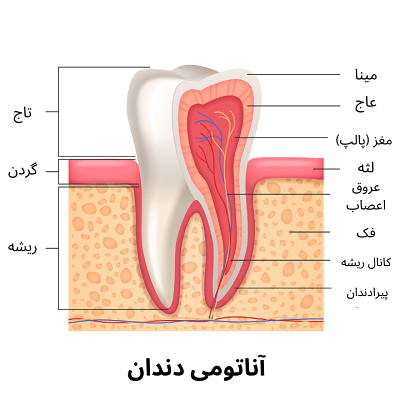 آشنایی با ساختار دندان ها و انواع آن2