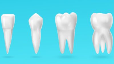 آشنایی با ساختار دندان ها و انواع آن